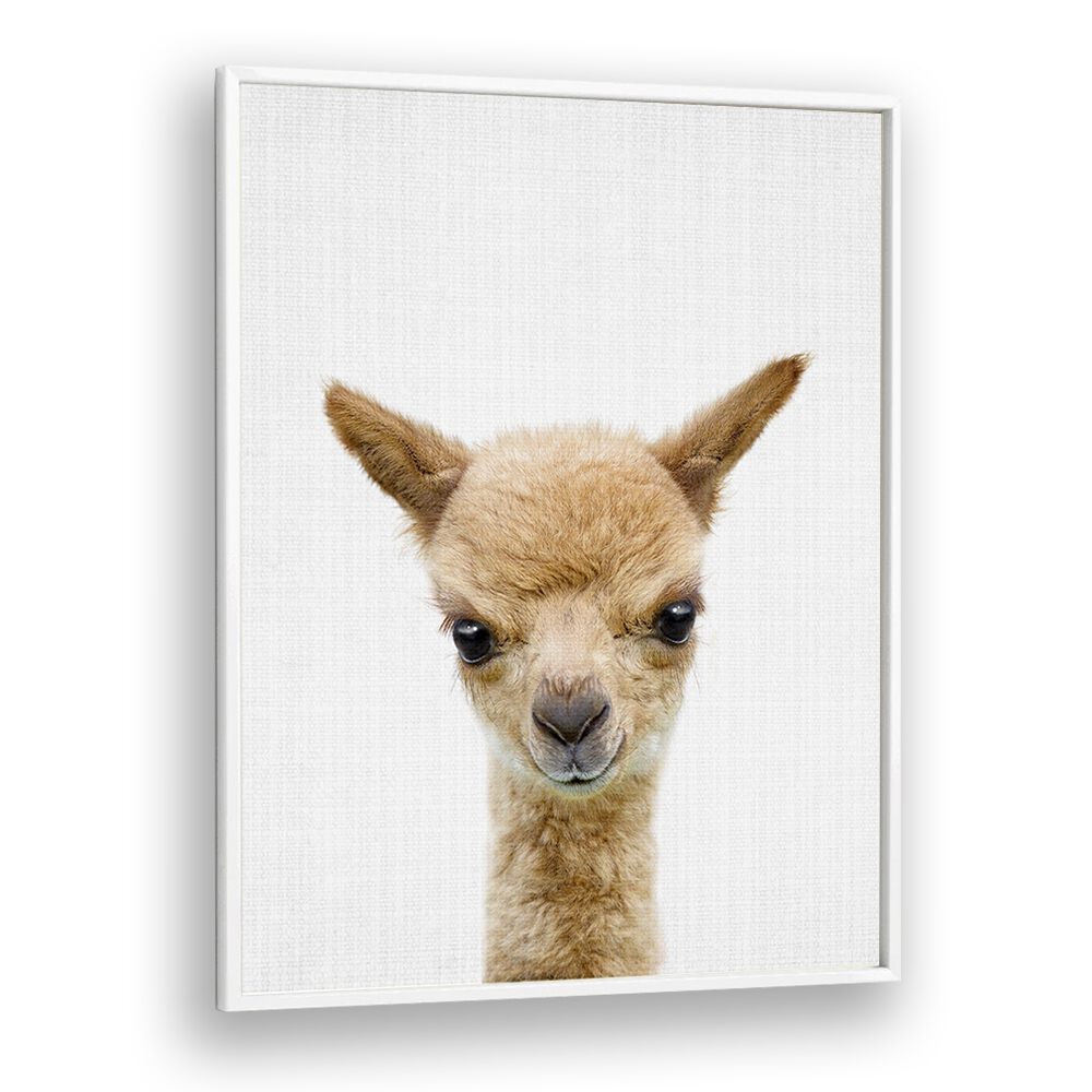 Peekaboo Baby Llama By Lola Peacock Kids Room Paintings in White Plain Frame