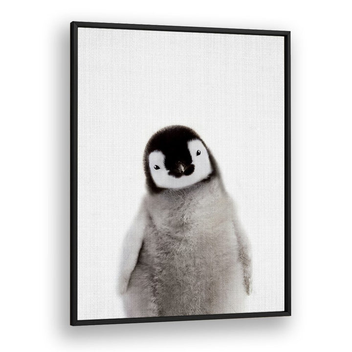 Peekaboo Baby Penguin By Lola Peacock Kids Room Paintings in Black Plain Frame