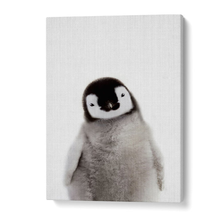 Peekaboo Baby Penguin By Lola Peacock Kids Room Paintings in Gallery Wrap