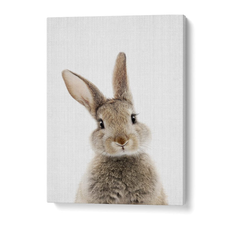 Peekaboo Baby Rabbit By Lola Peacock Kids Room Paintings in Gallery Wrap