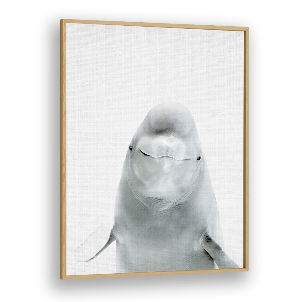 Peekaboo Belugawhale By Lola Peacock Kids Room Paintings in Oak Wood Plain Frame