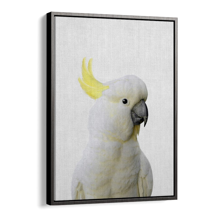 Peekaboo Cockatoo By Lola Peacock Kids Room Paintings in Black Floater Frame