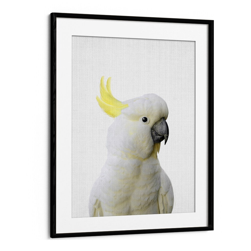 Peekaboo Cockatoo By Lola Peacock Kids Room Paintings in Black Frame With Mount