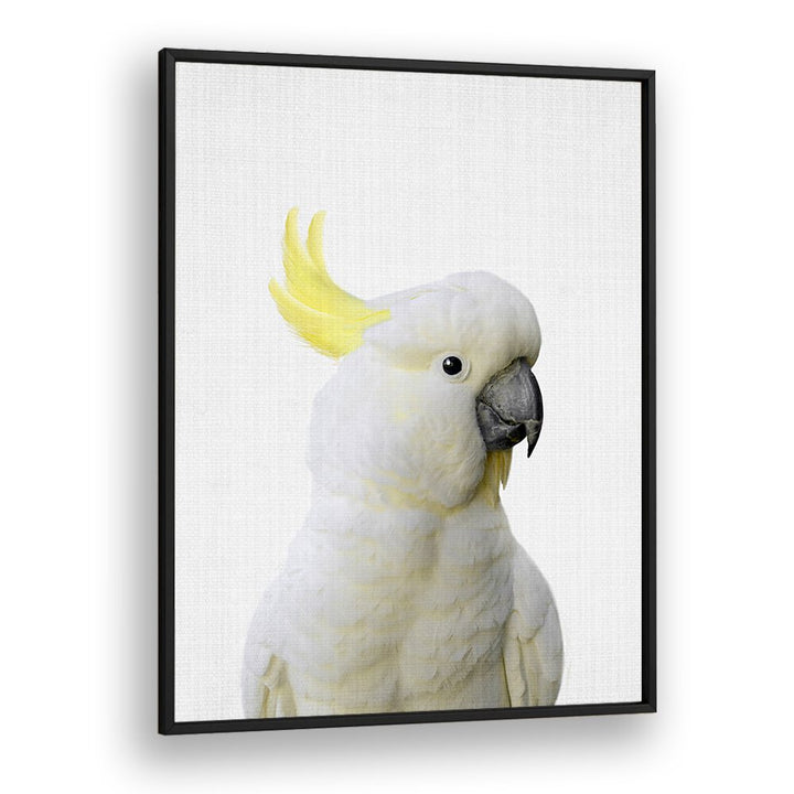 Peekaboo Cockatoo By Lola Peacock Kids Room Paintings in Black Plain Frame