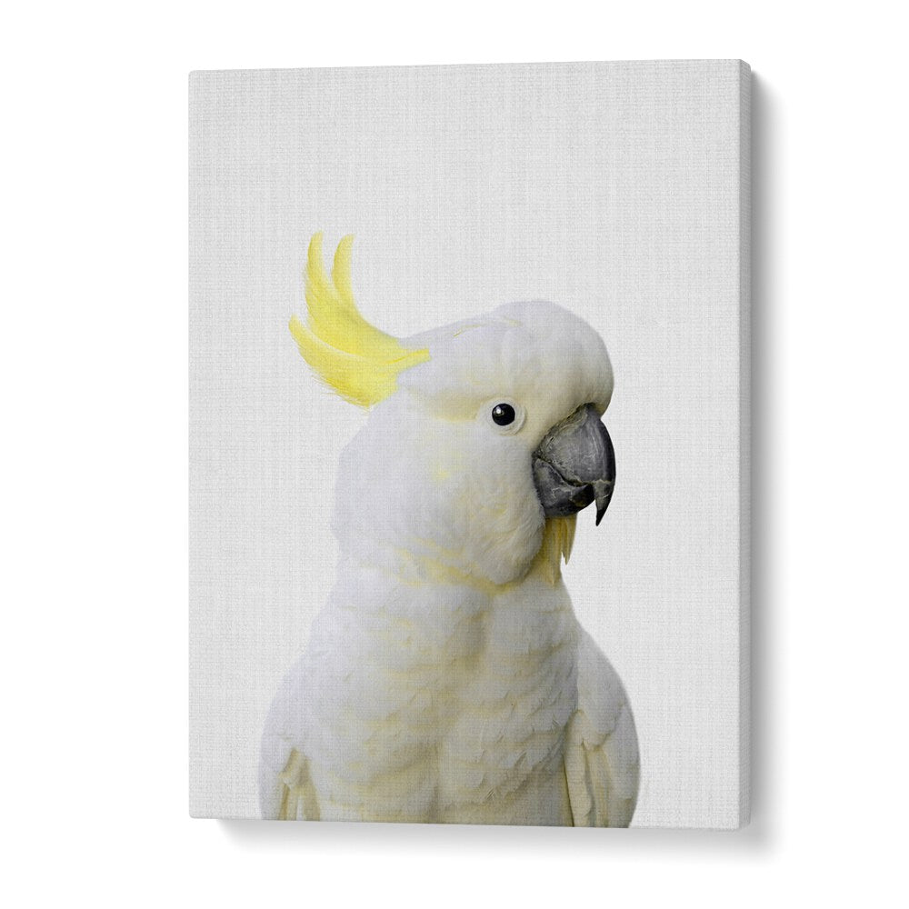 Peekaboo Cockatoo By Lola Peacock Kids Room Paintings in Gallery Wrap