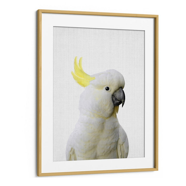 Peekaboo Cockatoo By Lola Peacock Kids Room Paintings in Oak Wood Frame With Mount