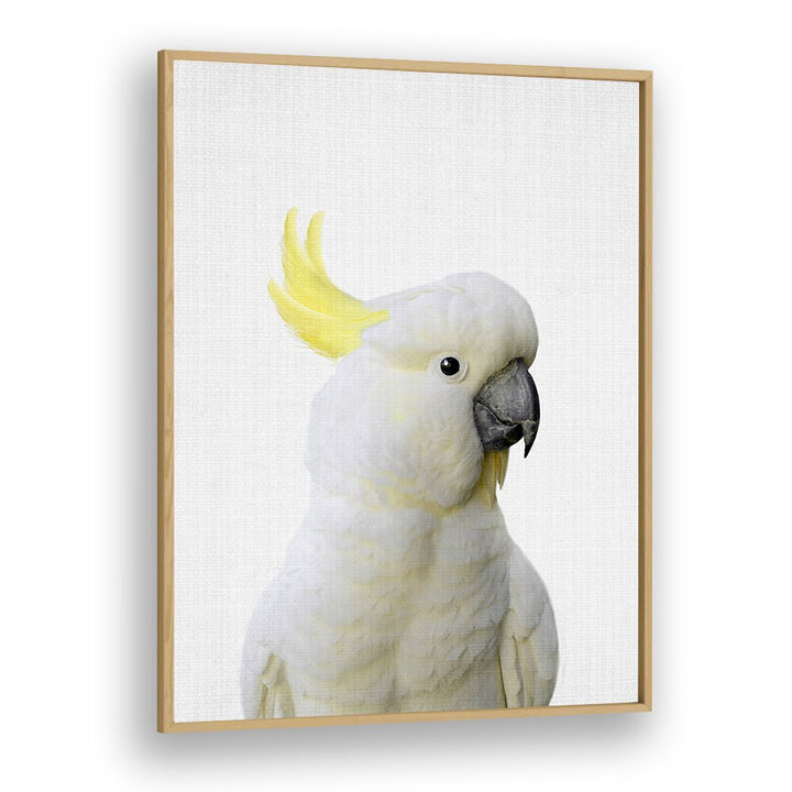 Peekaboo Cockatoo By Lola Peacock Kids Room Paintings in Oak Wood Plain Frame