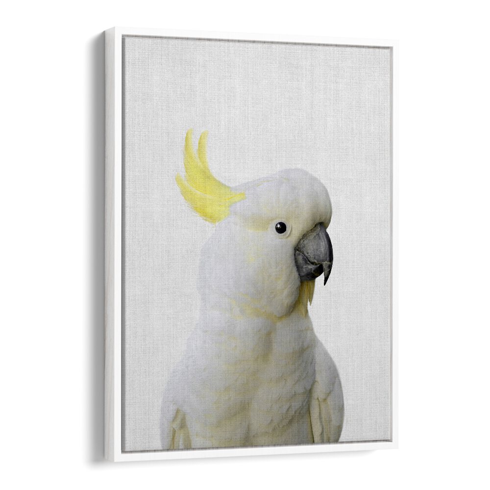 Peekaboo Cockatoo By Lola Peacock Kids Room Paintings in White Floater Frame