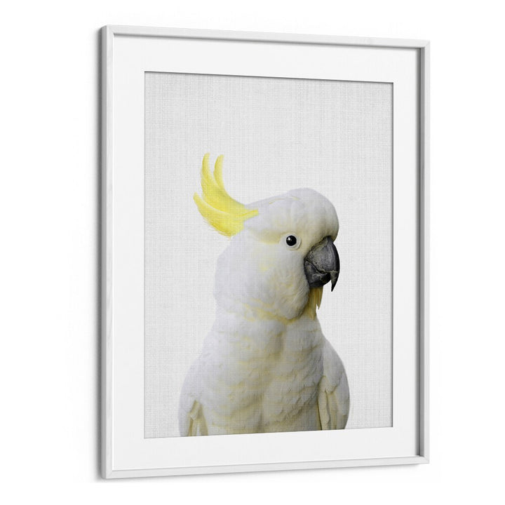 Peekaboo Cockatoo By Lola Peacock Kids Room Paintings in White Frame With Mount