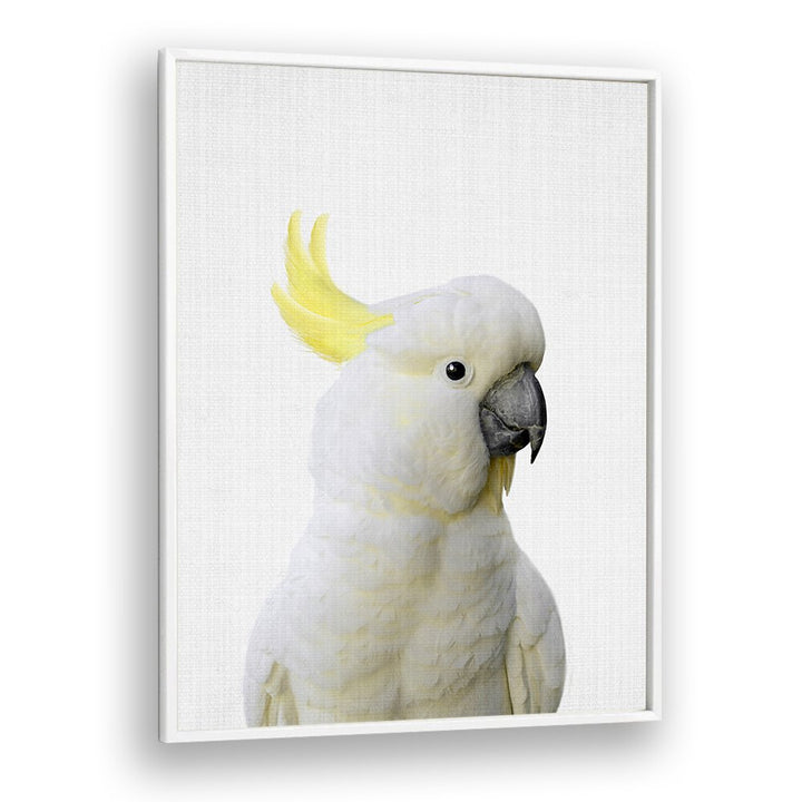 Peekaboo Cockatoo By Lola Peacock Kids Room Paintings in White Plain Frame