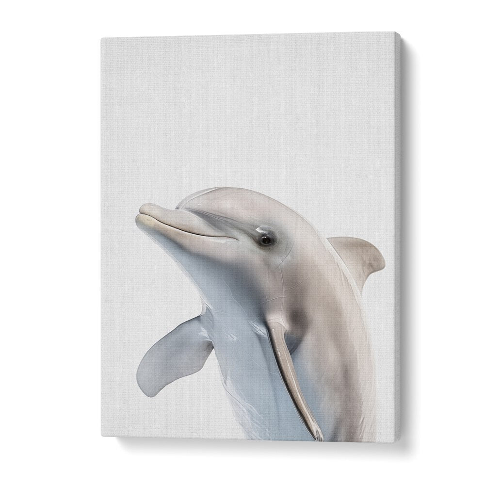 Peekaboo Dolphin By Lola Peacock Kids Room Paintings in Gallery Wrap