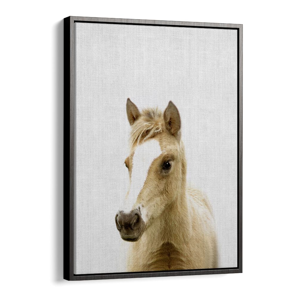 Peekaboo Foal By Lola Peacock Kids Room Paintings in Black Floater Frame