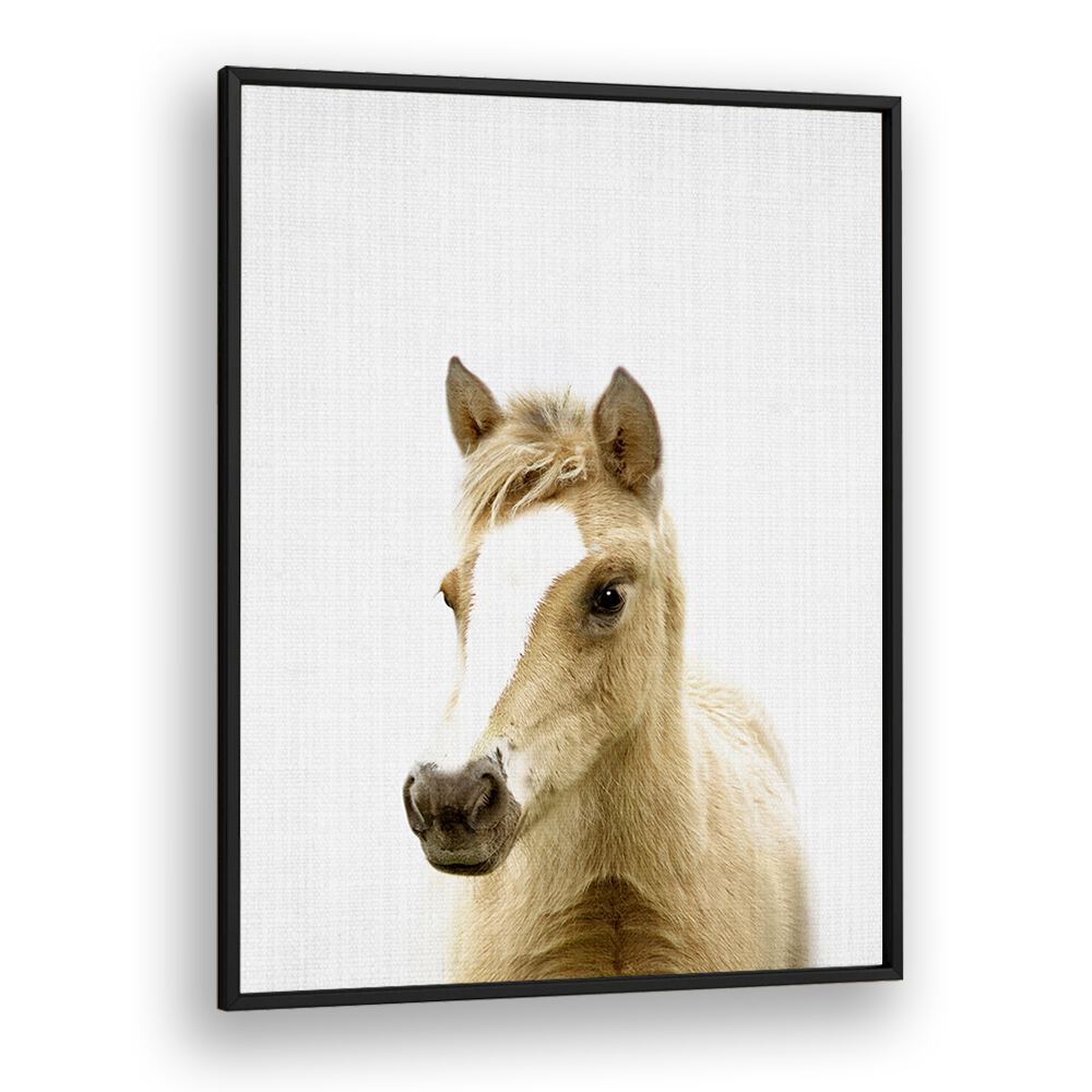 Peekaboo Foal By Lola Peacock Kids Room Paintings in Black Plain Frame