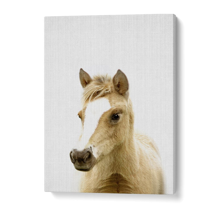 Peekaboo Foal By Lola Peacock Kids Room Paintings in Gallery Wrap