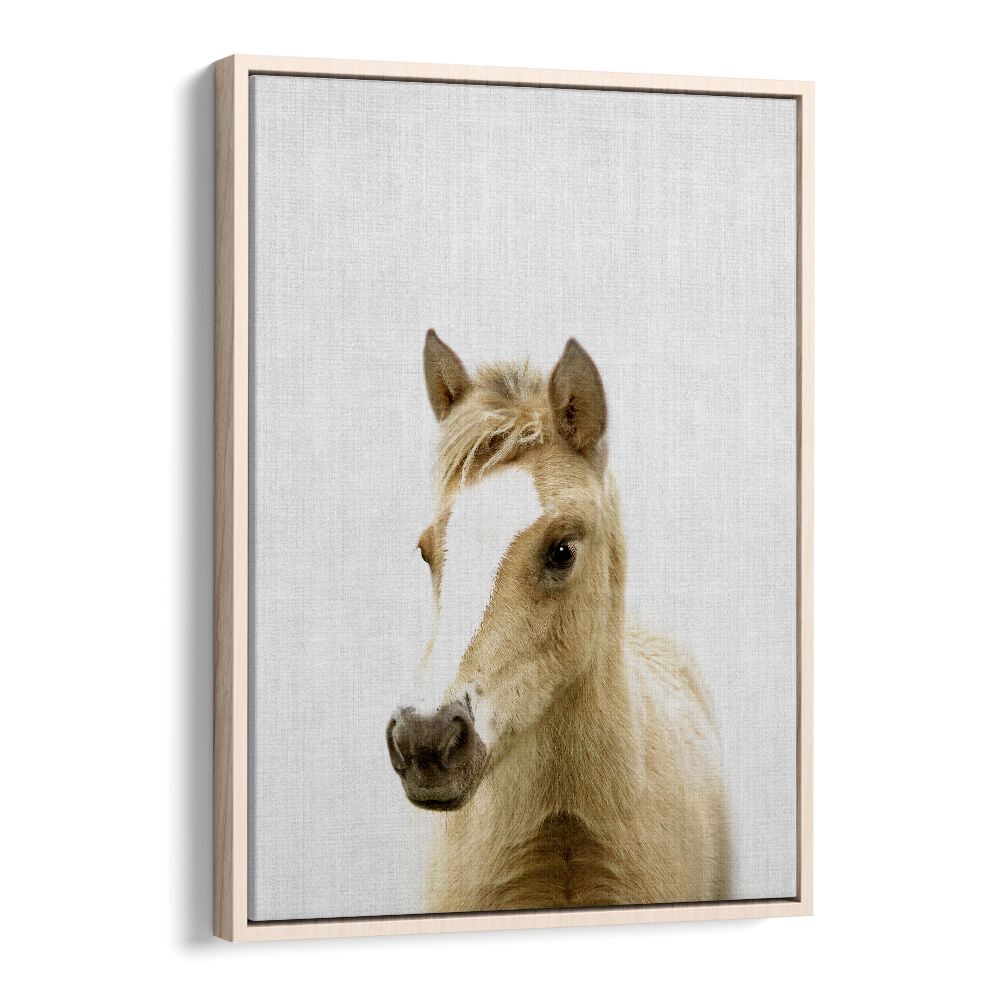 Peekaboo Foal By Lola Peacock Kids Room Paintings in Oak Wood Floater Frame