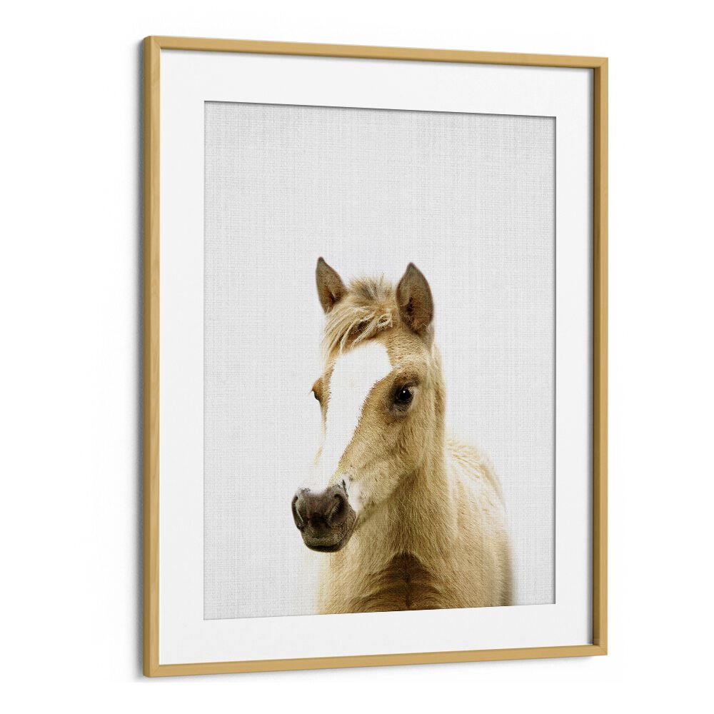 Peekaboo Foal By Lola Peacock Kids Room Paintings in Oak Wood Frame With Mount