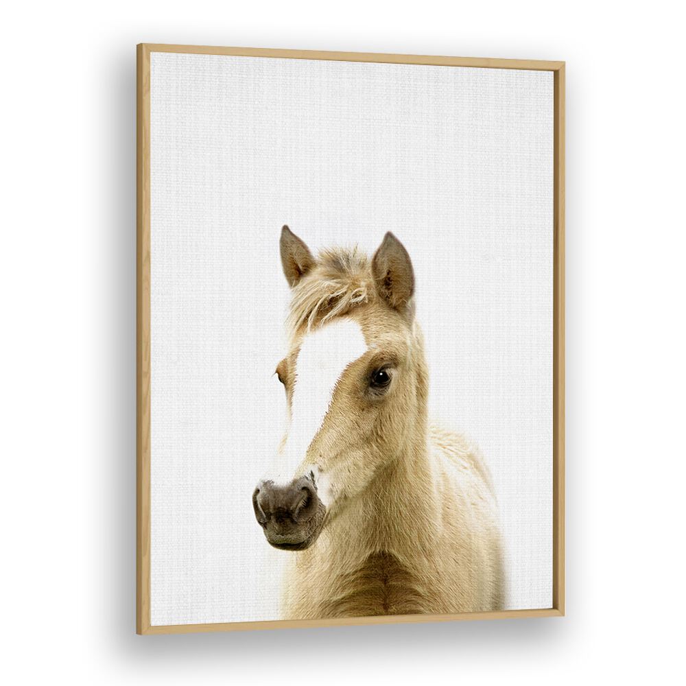 Peekaboo Foal By Lola Peacock Kids Room Paintings in Oak Wood Plain Frame