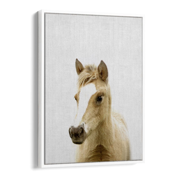 Peekaboo Foal By Lola Peacock Kids Room Paintings in White Floater Frame