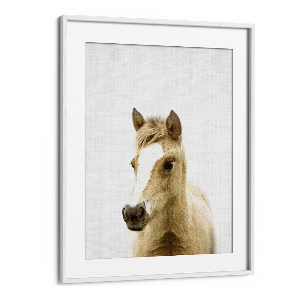 Peekaboo Foal By Lola Peacock Kids Room Paintings in White Frame With Mount