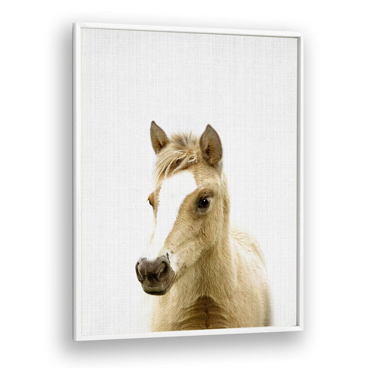 Peekaboo Foal By Lola Peacock Kids Room Paintings in White Plain Frame