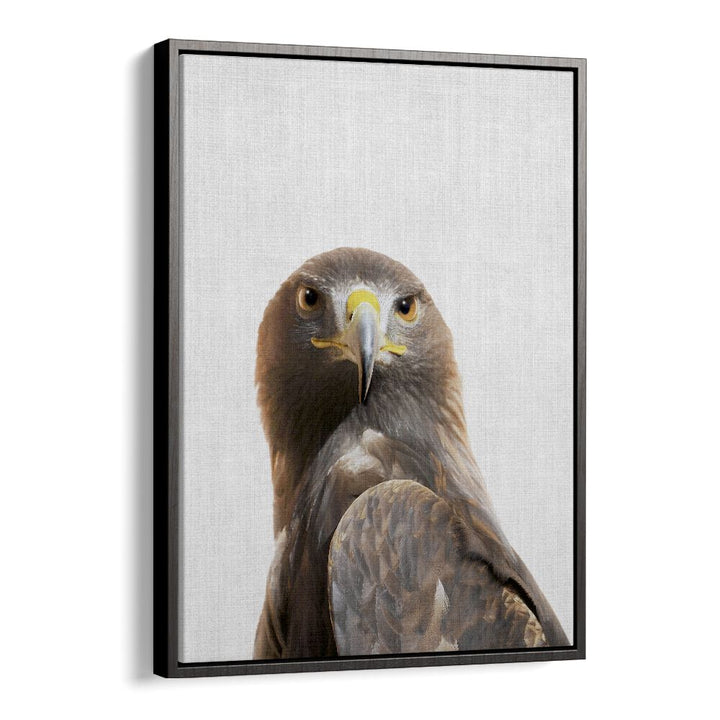 Peekaboo Golden Eagle By Lola Peacock Kids Room Paintings in Black Floater Frame