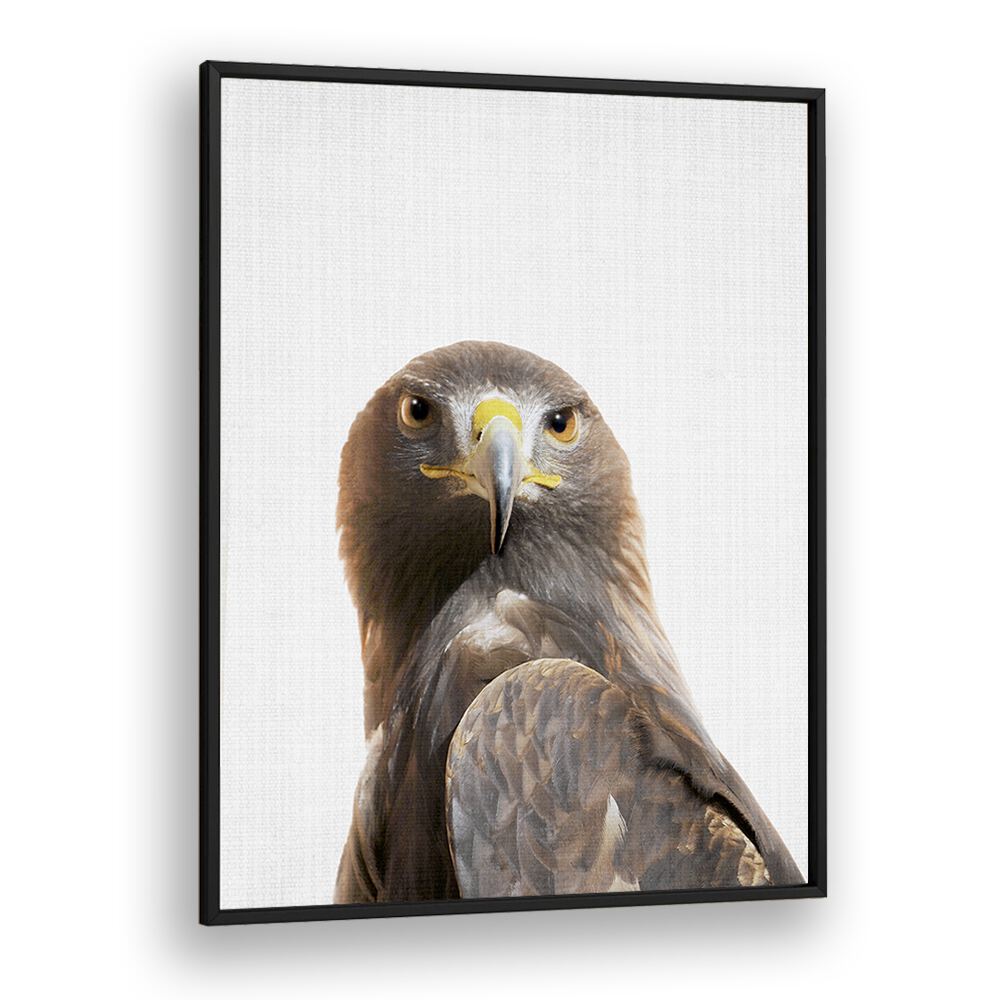 Peekaboo Golden Eagle By Lola Peacock Kids Room Paintings in Black Plain Frame