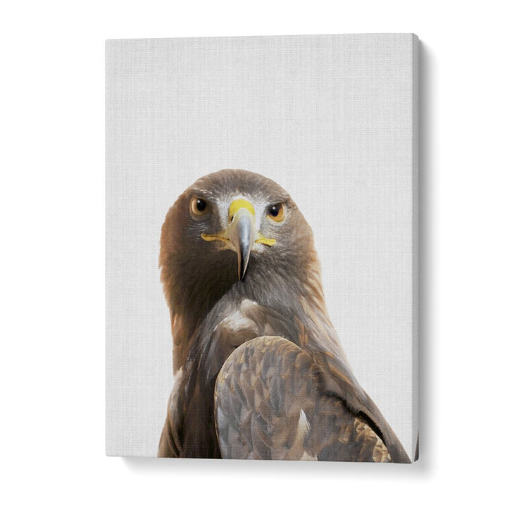 Peekaboo Golden Eagle By Lola Peacock Kids Room Paintings in Gallery Wrap