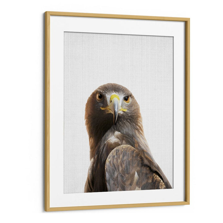 Peekaboo Golden Eagle By Lola Peacock Kids Room Paintings in Oak Wood Frame With Mount