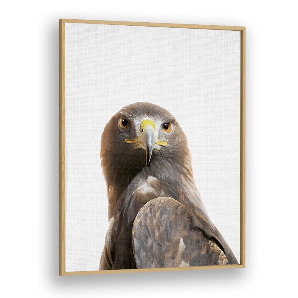 Peekaboo Golden Eagle By Lola Peacock Kids Room Paintings in Oak Wood Plain Frame