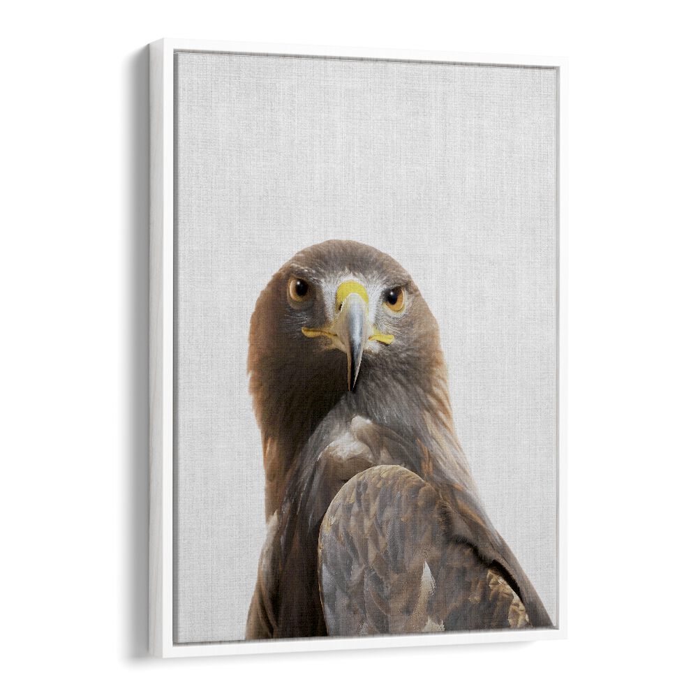 Peekaboo Golden Eagle By Lola Peacock Kids Room Paintings in White Floater Frame