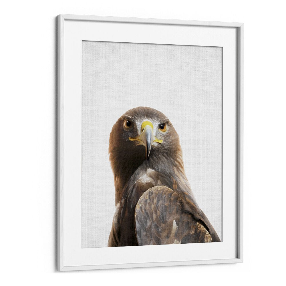 Peekaboo Golden Eagle By Lola Peacock Kids Room Paintings in White Frame With Mount