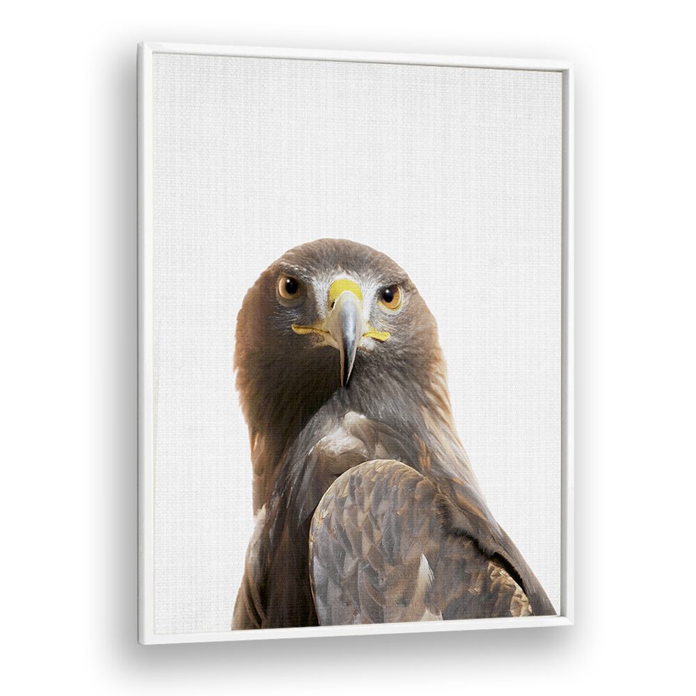 Peekaboo Golden Eagle By Lola Peacock Kids Room Paintings in White Plain Frame