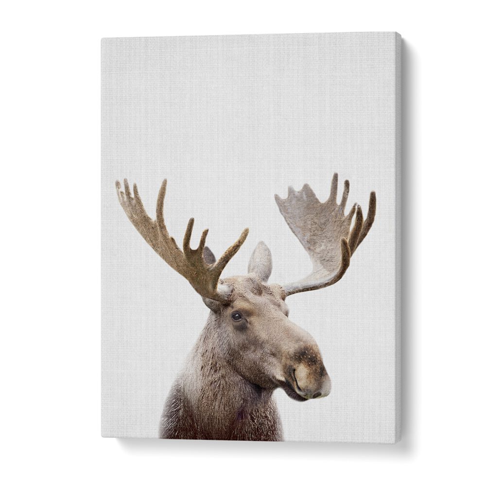 Peekaboo Moose By Lola Peacock Kids Room Paintings in Gallery Wrap