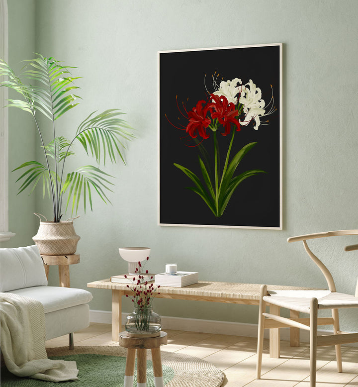 RED WHITE SPIDER LILIES