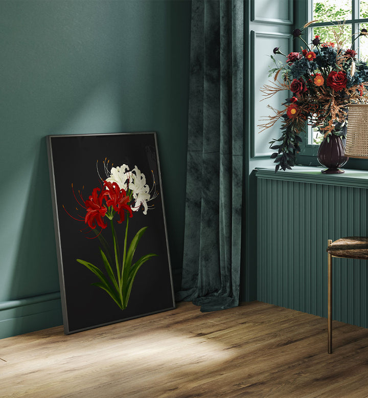 RED WHITE SPIDER LILIES