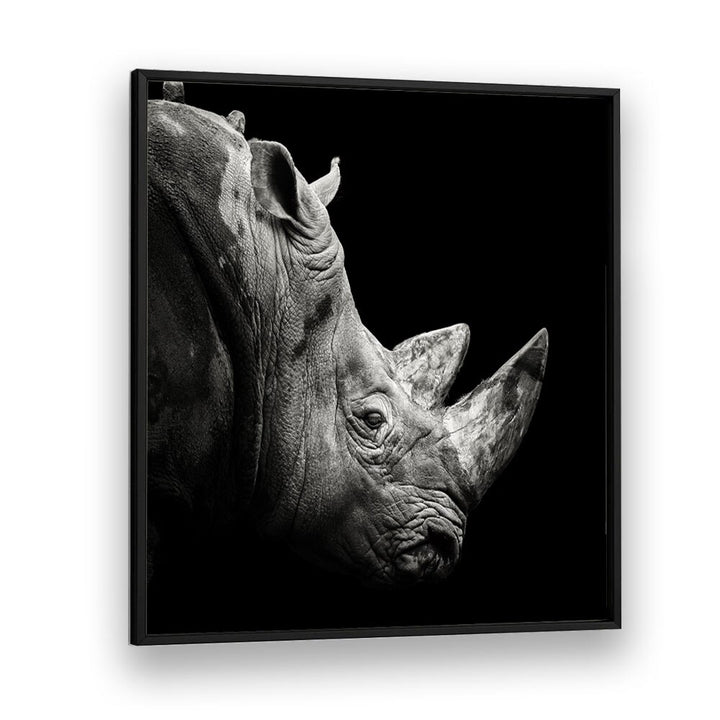 RHINO WILDLIFE PHOTOGRAPHY in Black Plain Frame