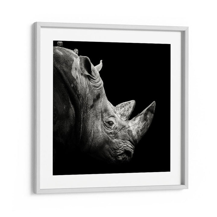 RHINO WILDLIFE PHOTOGRAPHY in White Frame With Mount