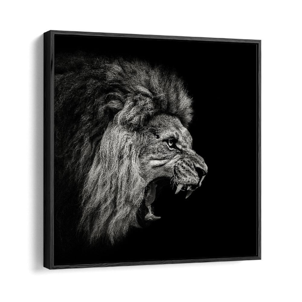 ROARING LION WILDLIFE PHOTOGRAPHY in Black Floater Frame