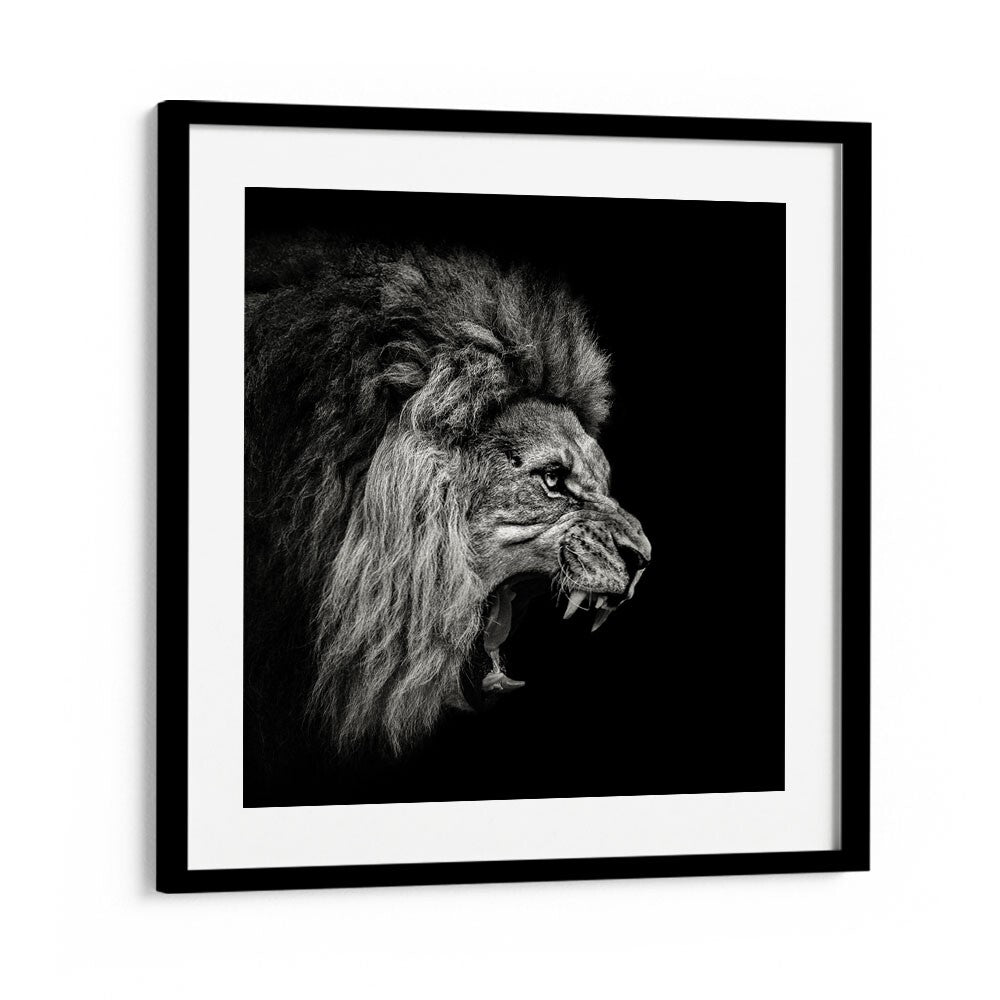 ROARING LION WILDLIFE PHOTOGRAPHY in Black Frame With Mount