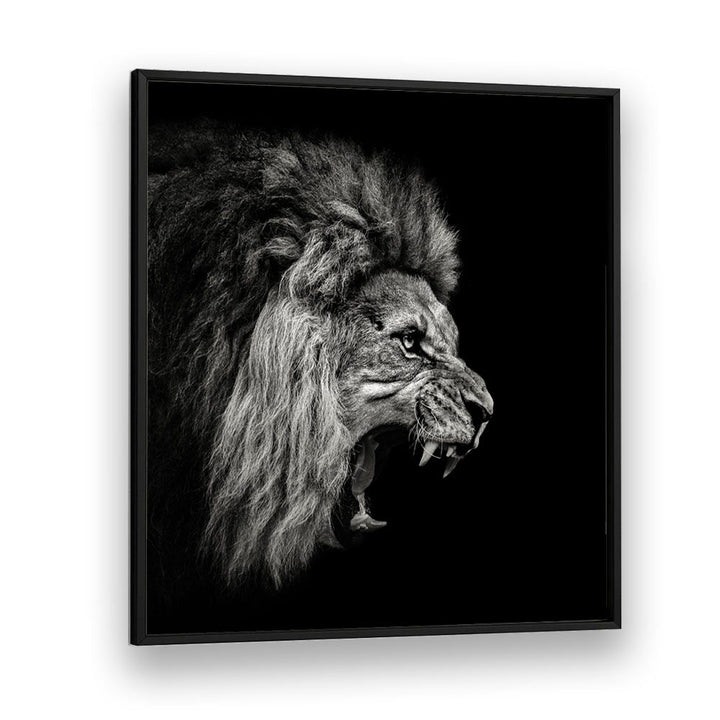 ROARING LION WILDLIFE PHOTOGRAPHY in Black Plain Frame