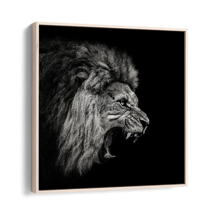 ROARING LION WILDLIFE PHOTOGRAPHY in Oak Wood Floater Frame