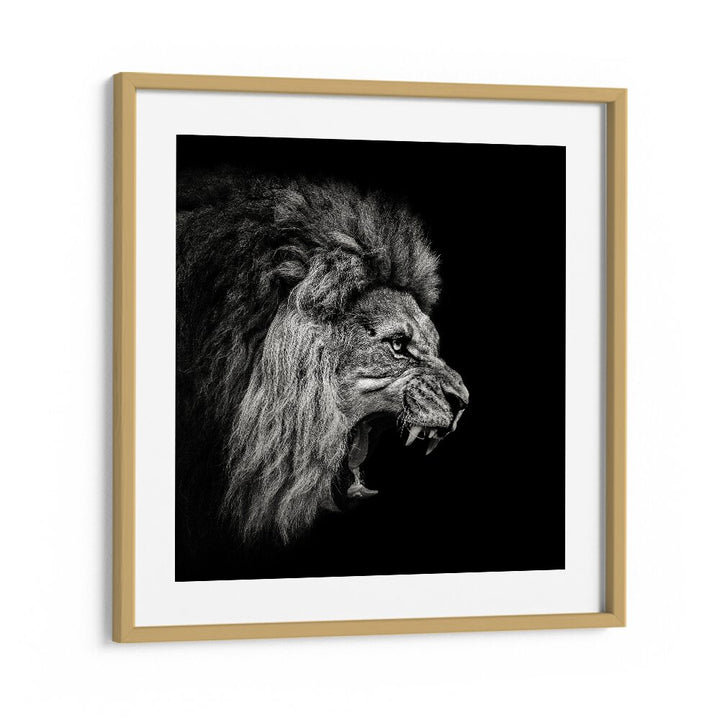 ROARING LION WILDLIFE PHOTOGRAPHY in Oak Wood Frame With Mount