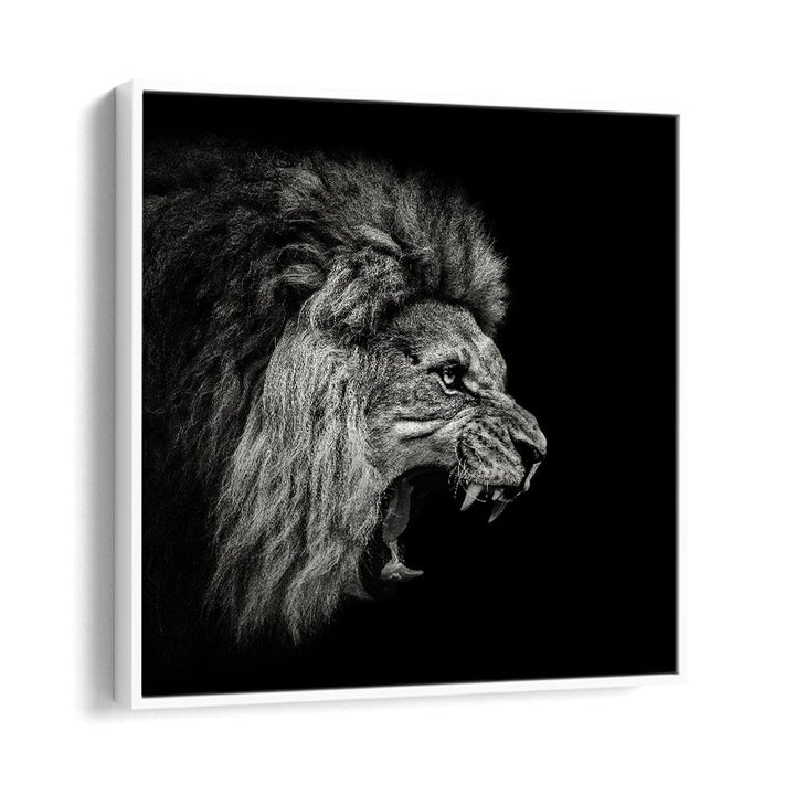 ROARING LION WILDLIFE PHOTOGRAPHY in White Floater Frame