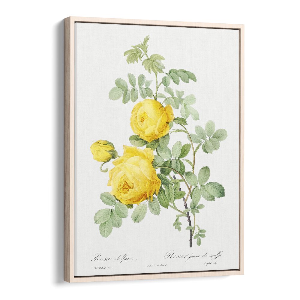 Rosa Hemisphaerica   Botanical Flower Paintings Artwork in Oak Wood Floater Frame