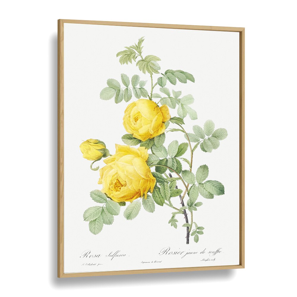 Rosa Hemisphaerica  Botanical Flower Paintings Artwork in Oak Wood Plain Frame