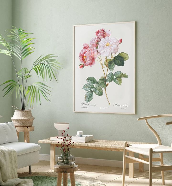 Rosa X Damascena Botanical Flower Paintings Artwork Placed on a wall