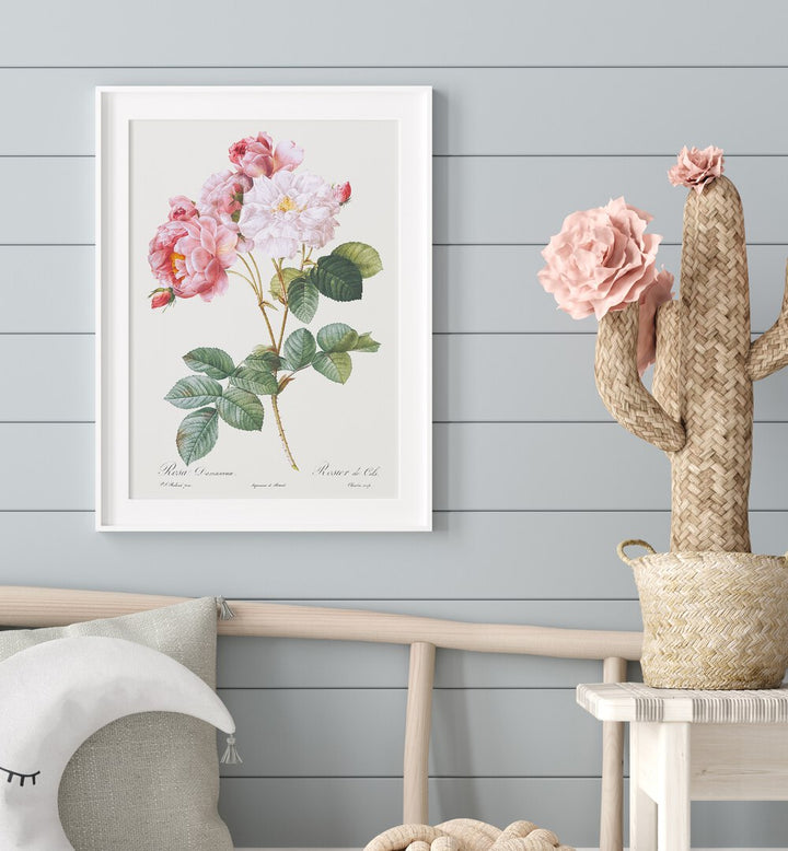 Rosa X Damascena Botanical Flower Paintings Artwork Placed on a wall