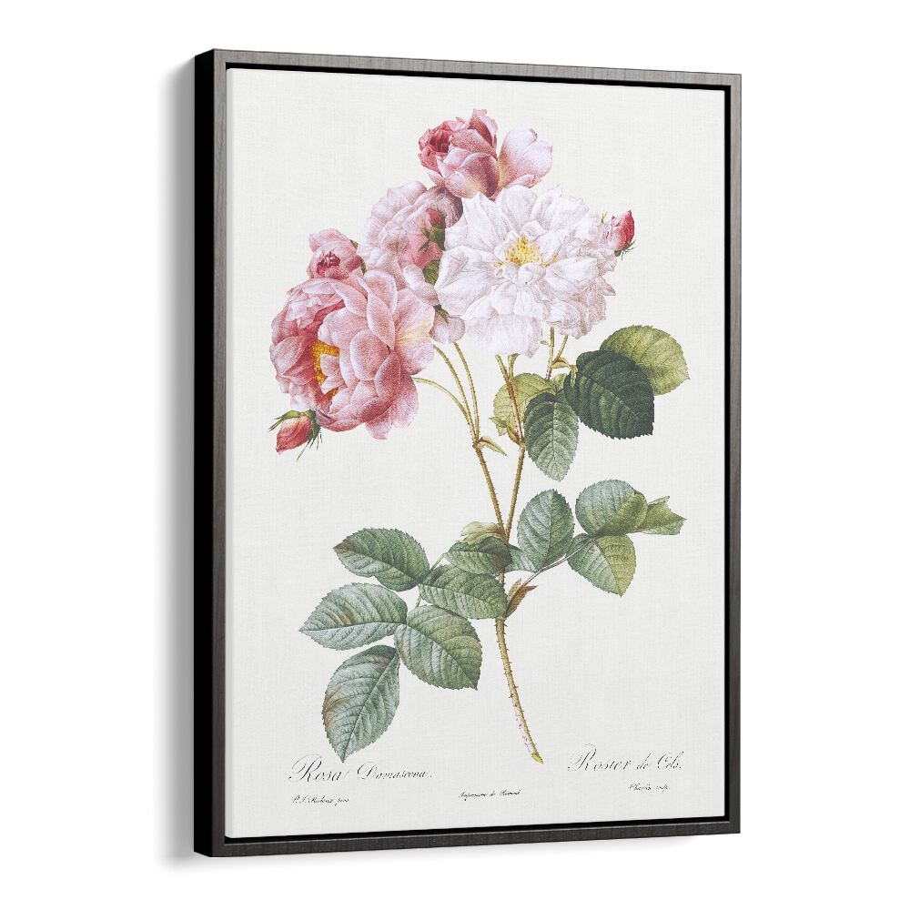 Rosa X Damascena  Botanical Flower Paintings Artwork  in Black Floater Frame