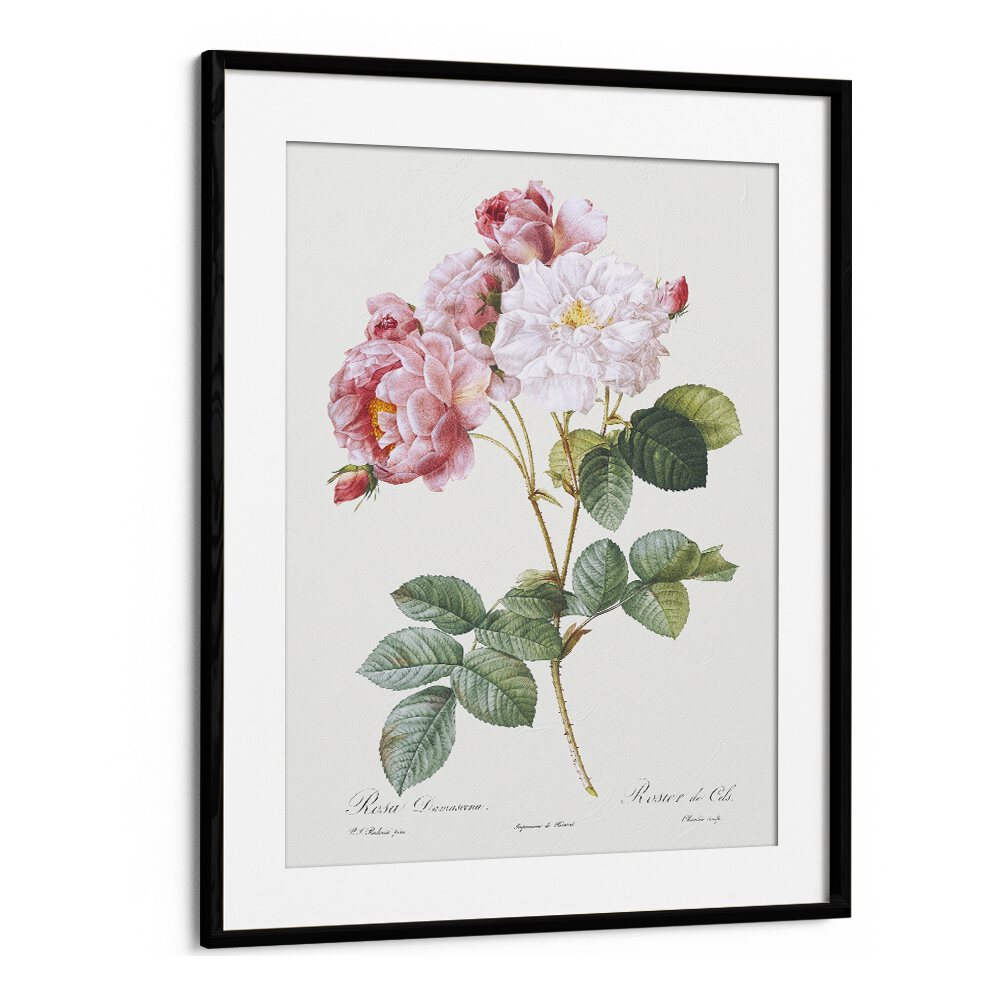 Rosa X Damascena  Botanical Flower Paintings Artwork  in Black Frame With Mount