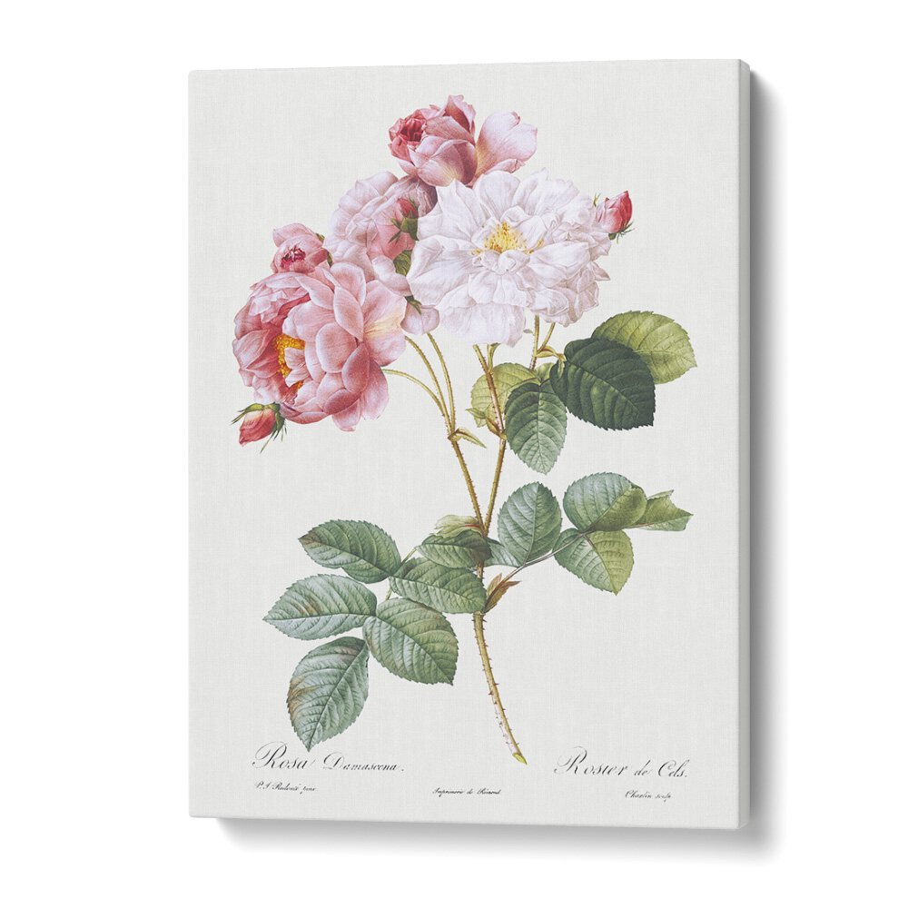 Rosa X Damascena  Botanical Flower Paintings Artwork in Gallery Wrap